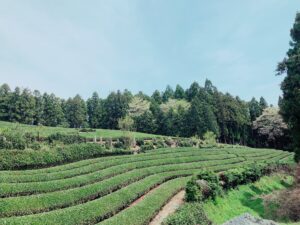 宮城県石巻市の桃生茶の茶畑＠鹿島茶園