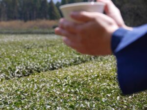 滋賀県の茶園の茶会の様子