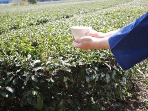 滋賀県の愛東茶園での茶会イベント